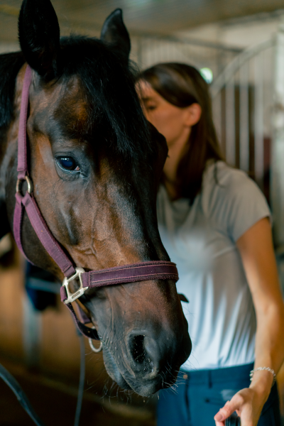 Horse Racing Tutorials